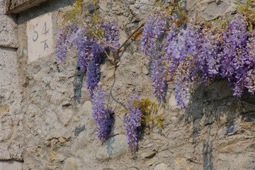 I fiori viola di un glicine sul muro esterno di un'abitazione.
