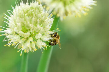 Fototapeta premium Bee and flower. Close up of a large striped bee collecting pollen on onion flower. Summer and spring backgrounds