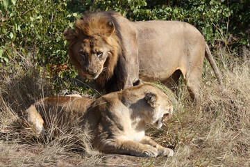Afrikanischer Löwe / African lion / Panthera leo..