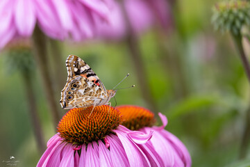 A.H.Stubij Photography