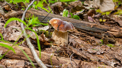 A small boletus growing from under the leaves in the forest 