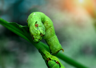 Green Snake Head Caterpillar with blur background.