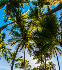 Obraz na płótnie Canvas Coconut Palm Trees On Punalu'u Black Sand Beach, Naalehu, Hawaii Island, Hawai,USA