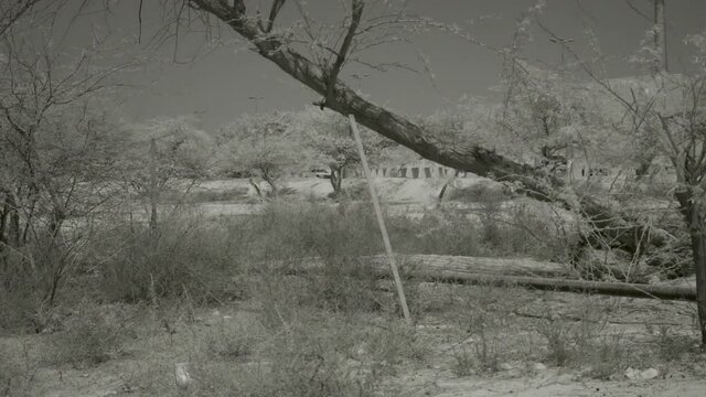 Trees and bushes, cars driving in background, shot in infrared