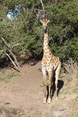Giraffe / Giraffe / Giraffa camelopardalis