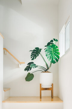 Giant green leaf monstera plant or houseplant in white ceramic pot with wooden stand located at stair near by light window. Concept home decoration and house and living room plant.