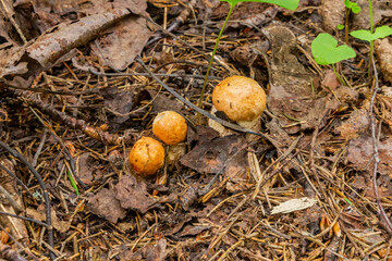 Fototapeta premium A small boletus growing from under the leaves in the forest 