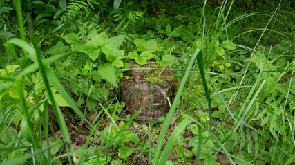 Obraz premium Tree stump in the forest overgrown with green grass 