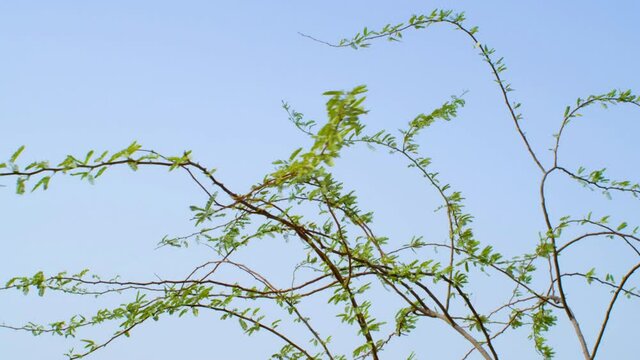 Treetop, leaves on branches moving in wind