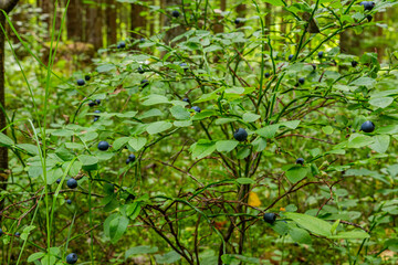 Fototapeta premium Blueberry bushes covered with berries in summer in deciduous forest