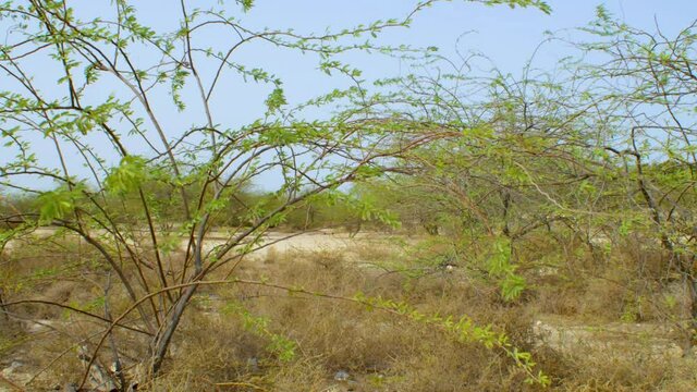 Plants in Bahrain desert, landscape