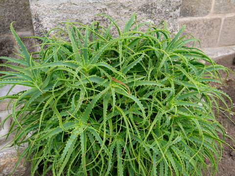 Aloe arborescens the krantz or candelabra aloe plant