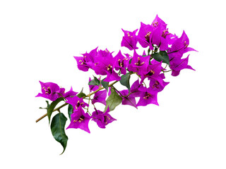 Bougainvillea bright purple flowers branch isolated on white