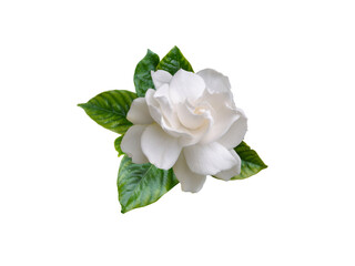 Gardenia flower and leaves isolated on white