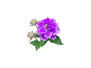 Purple verbena flower isolated on white - obrazy, fototapety, plakaty