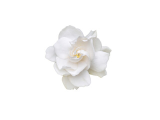 Gardenia flower isolated on white top view