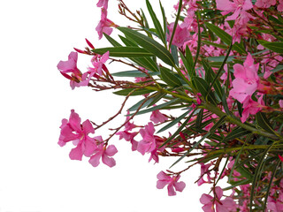 Pink oleander or nerium flowers isolated on white