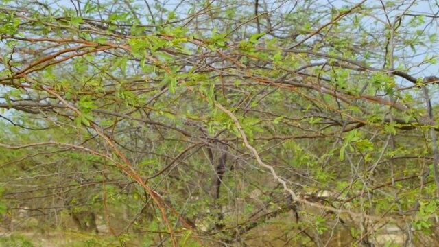Leaves on tree branches moving in delicate wind, Bahrain