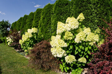 Line of colorful garden plants