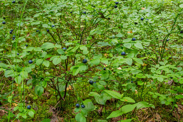 Blueberry bushes covered with berries in summer in deciduous forest