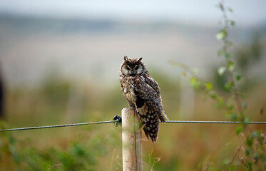 Long eared owl on a perch preening after a rain shower