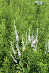 Many Culver's root stalks at the Linne Woods restored prairie in Morton Grove, Illinois