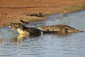 Nilkrokodil / Nile crocodile / Crocodylus niloticus