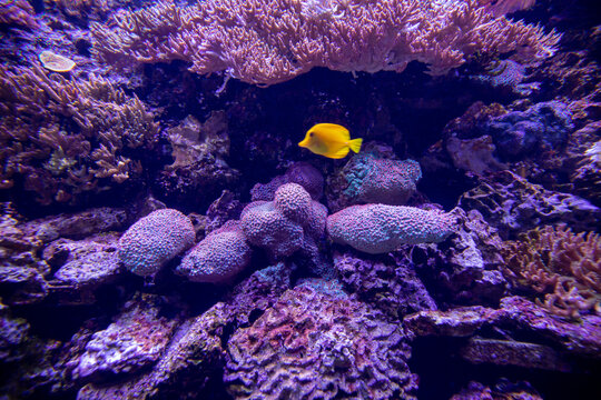 Purple coral reef in aquarium close up.