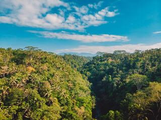 Aerial view of canyon in tropical jungle at Bali, Ubud