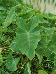 Green caladium leaves natural beautiful in the forests