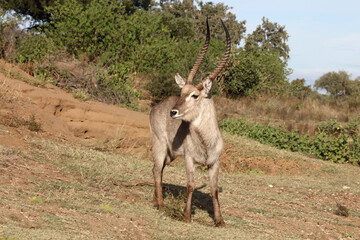 Wasserbock / Waterbuck / Kobus ellipsiprymnus