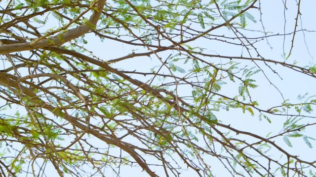 Leaves growing on tree branches, tree in desert in Bahrain