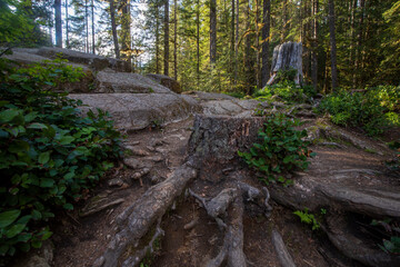 Evening sunlight through forest at Mount Baker in Washington state during Spring.
