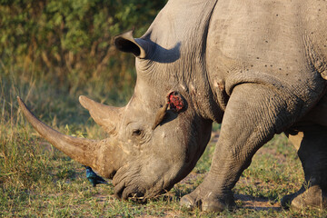 Obraz premium Breitmaulnashorn+Rotschnabel-Madenhacker+Rotschulter-Glanzstar / Square-lipped rhinocero+Red-billed oxpecker+Cape glossy starling / Ceratotherium Simum+Buphagus erythrorhynchus+Lamprotornis nitens.