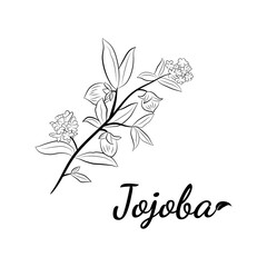 Set of hand drawn jojoba branches with fruits, flowers and leaves. Jojoba plant collection. Vector illustration botanical. Elements for menu, label, packing design.