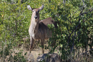 Wasserbock / Waterbuck / Kobus ellipsiprymnus