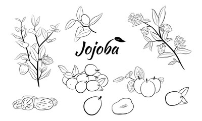 Set of hand drawn jojoba branches with fruits, flowers and leaves. Jojoba plant collection. Vector illustration botanical. Elements for menu, label, packing design.