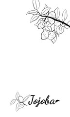 Obraz premium Set of hand drawn jojoba branches with fruits, flowers and leaves. Jojoba plant collection. Vector illustration botanical. Elements for menu, label, packing design.