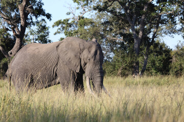 Obraz premium Afrikanischer Elefant / African elephant / Loxodonta africana