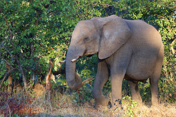 Obraz premium Afrikanischer Elefant / African elephant / Loxodonta africana