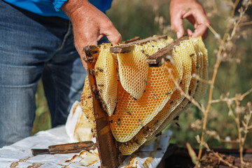 Beekeeper hands at work on his apiary with honeycomb by the beehive.
