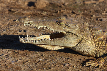 Nilkrokodil / Nile crocodile / Crocodylus niloticus