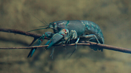 A Smooth Yabby on a twig under the water