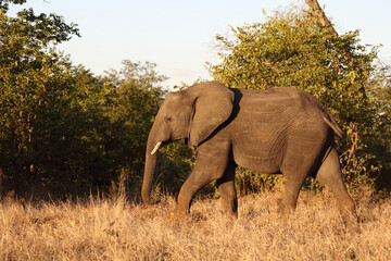 Afrikanischer Elefant / African elephant / Loxodonta africana