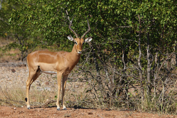 Schwarzfersenantilope / Impala / Aepyceros melampus