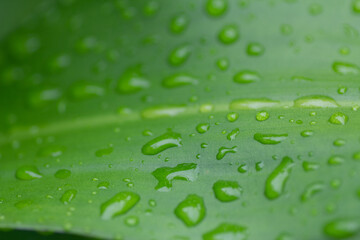 beauty full water drops on green leaf