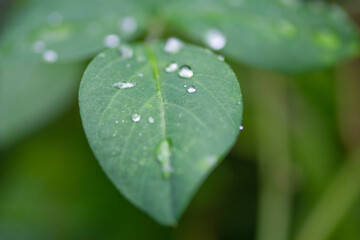 water drops on green leaf