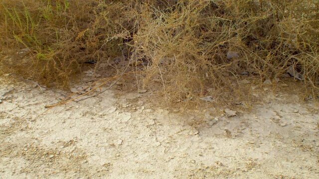 Plants growing in desert outside of Riffa, Bahrain