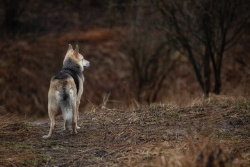 Obraz premium Mixed breed dog at walk on dirty country road