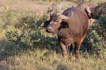 Kaffernbüffel / African buffalo / Syncerus caffer